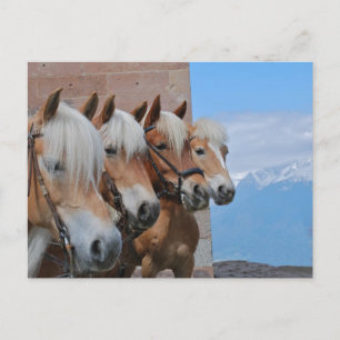 CARTÃO POSTAL CAVALOS