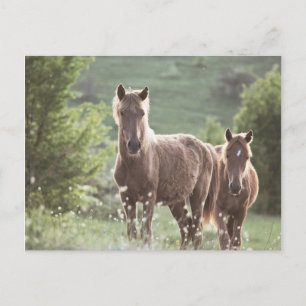 Cartão Postal Cavalos