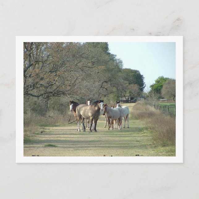 Cartão Postal cavalos (Frente)