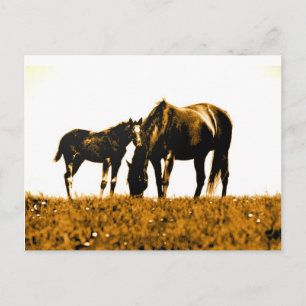 Cartão Postal Cavalos