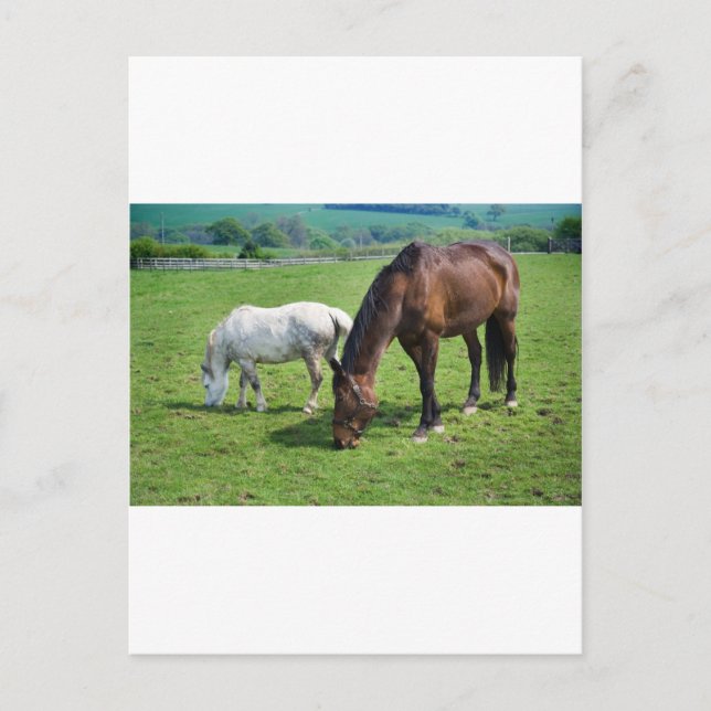 Cartão Postal Cavalos (Frente)