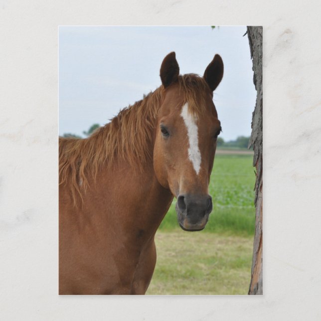 Cartão Postal Cavalos (Frente)