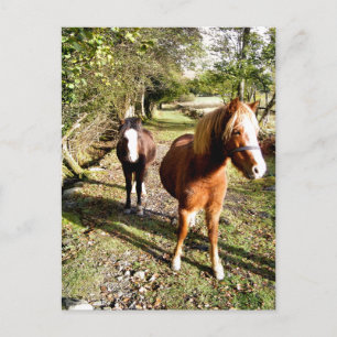 CARTÃO POSTAL CAVALOS