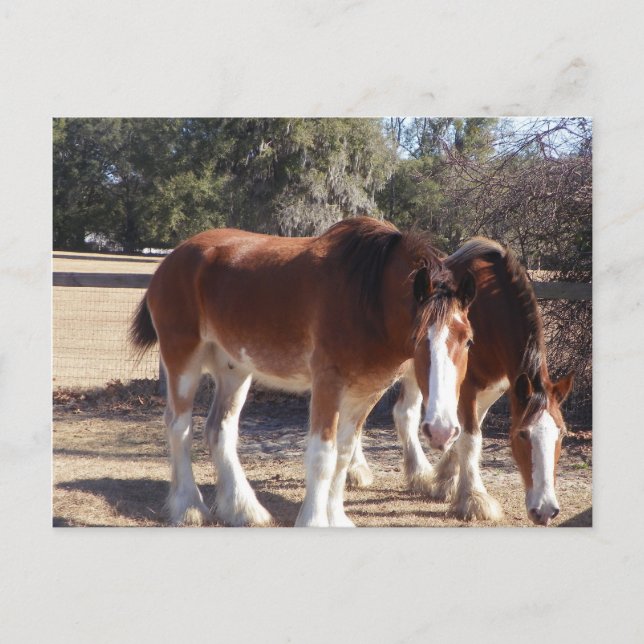 Cartão Postal Cavalos (Frente)