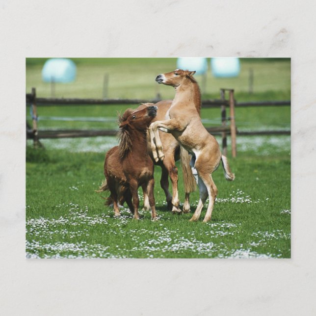 Cartão Postal Cavalos 3 (Frente)