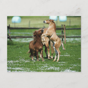Cartão Postal Cavalos 3