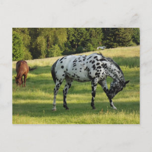 Cartão Postal Cavalos à noite