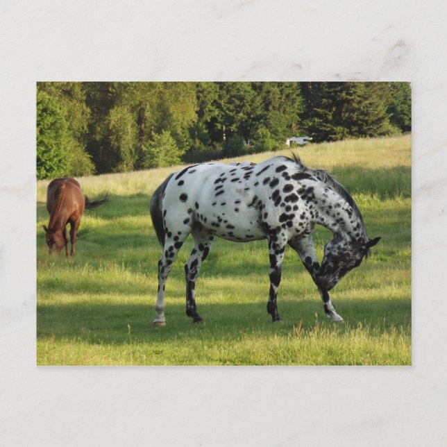 Cartão Postal Cavalos à noite (Frente)