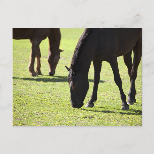 Cartão Postal Cavalos a pastorear 2 (Frente)
