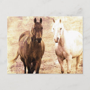Cartão Postal Cavalos Amigos Sepia