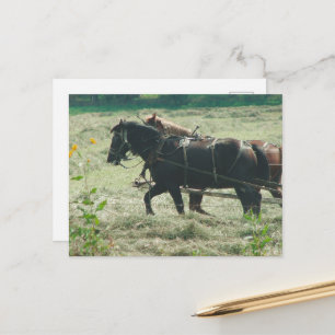 Cartão Postal Cavalos Amish Pretos e Ruços Roçando Feno Kalona