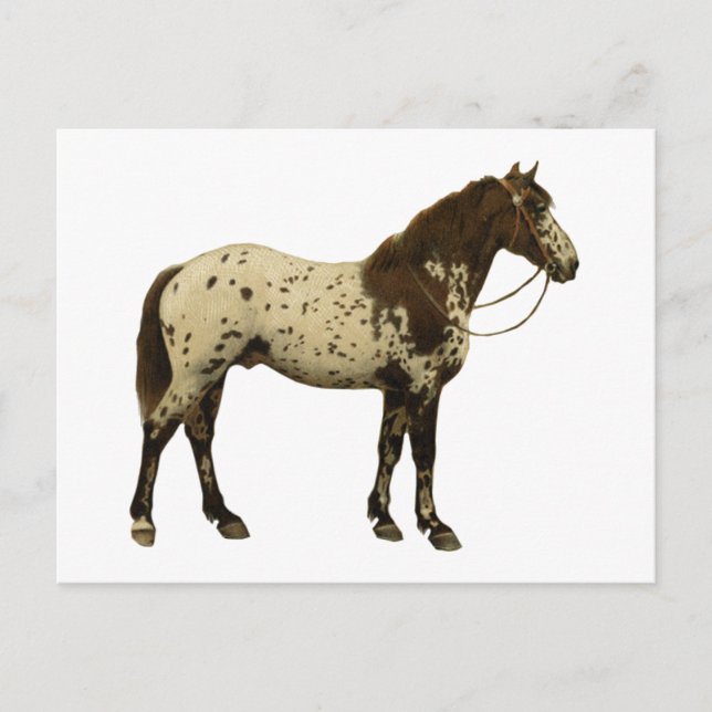 Cartão Postal Cavalos Antigos - Appaloosa (Frente)