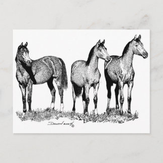 Cartão Postal Cavalos Árabes