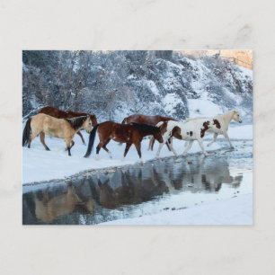 Cartão Postal Cavalos Atravessando o Riacho
