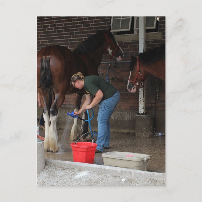 Cartão Postal Cavalos-balneares na feira (Frente)