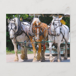 Cartão Postal Cavalos belgas