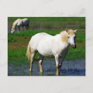CARTÃO POSTAL CAVALOS BRANCOS