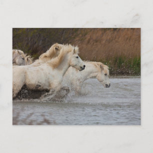 Cartão Postal Cavalos Brancos da Camargue Correndo na Água