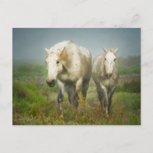 Cartão Postal Cavalos Brancos da Campanha no Campo