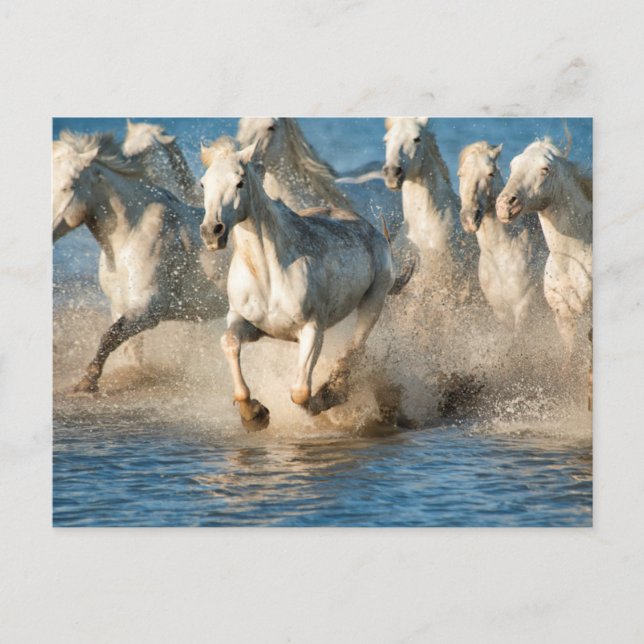 Cartão Postal Cavalos brancos de Camargue, França (Frente)