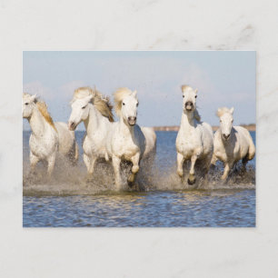 Cartão Postal Cavalos Camargue