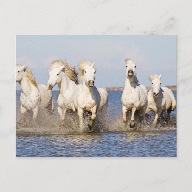 Cartão Postal Cavalos Camargue (Frente)