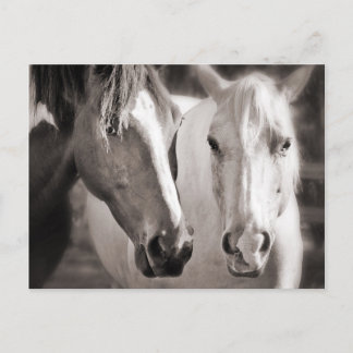 Cartão Postal Cavalos Castanhos-Brancos Sepia