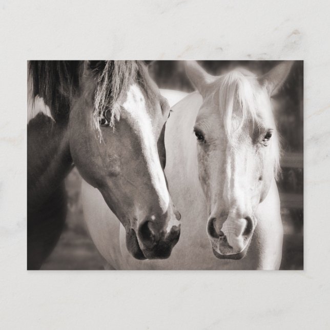 Cartão Postal Cavalos Castanhos-Brancos Sepia (Frente)