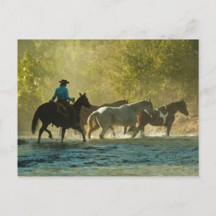 Cartão Postal Cavalos-cavaleiros