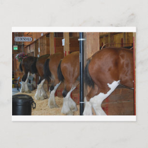 Cartão Postal Cavalos Clydesdale