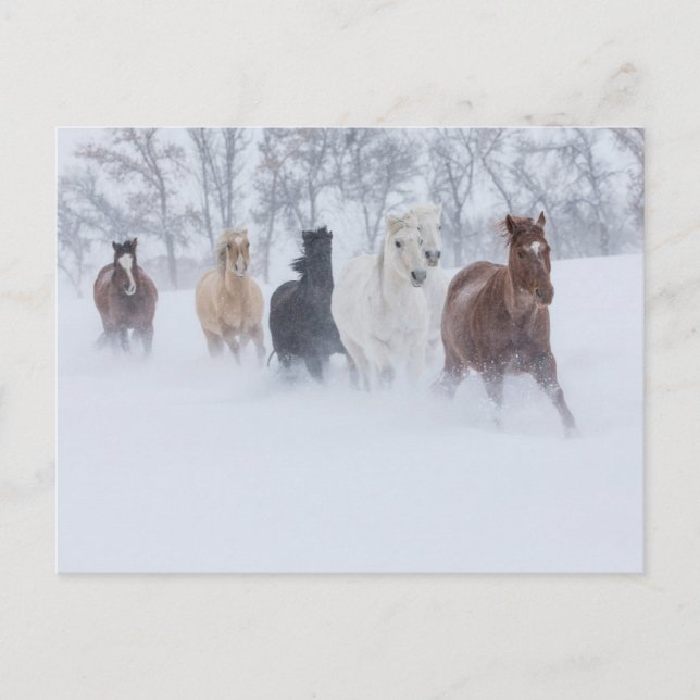 Cartão Postal Cavalos Correndo Através da Neve (Frente)