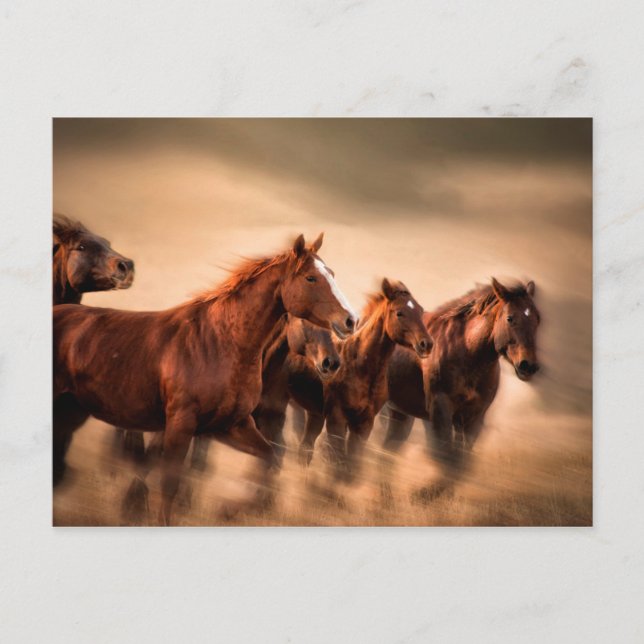 Cartão Postal Cavalos correndo, borrão e crinas voando (Frente)