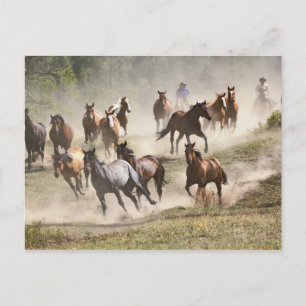 Cartão Postal Cavalos correndo durante o roundup, Montana