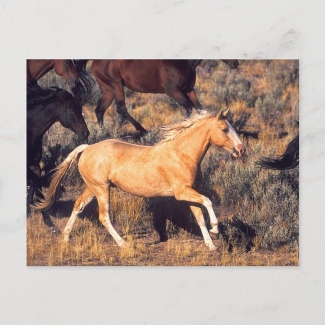 Cartão Postal Cavalos Correndo em um Rancho Ponderosa (Frente)