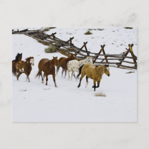 Cartão Postal Cavalos Correndo na Neve