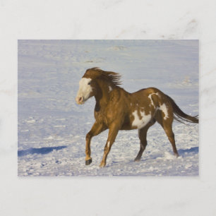 Cartão Postal Cavalos Correndo na Neve