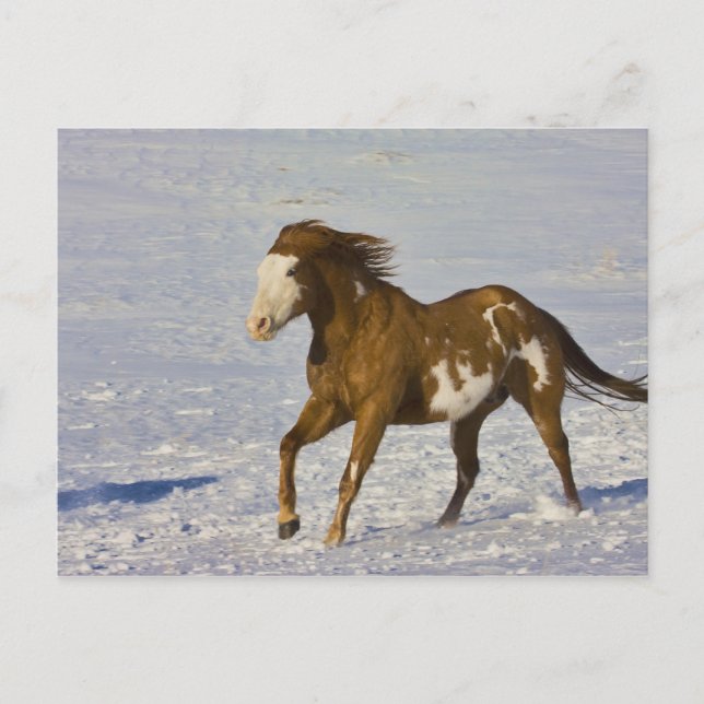 Cartão Postal Cavalos Correndo na Neve (Frente)