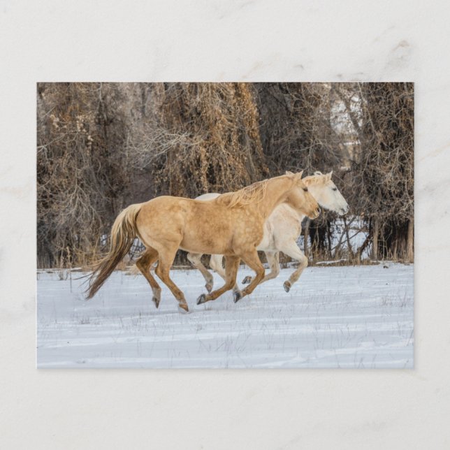 Cartão Postal Cavalos correndo na neve (Frente)