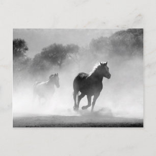 Cartão Postal Cavalos correndo paisagem bonita preta e branca