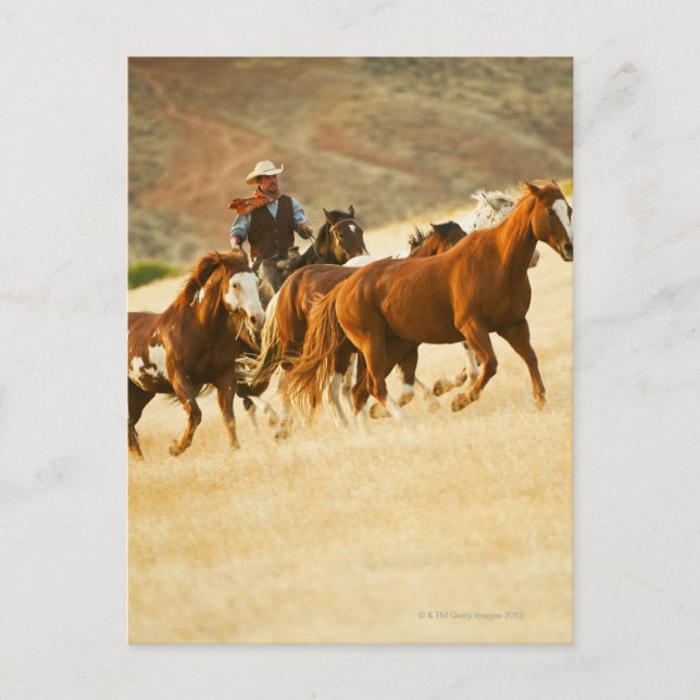 Cartão Postal Cavalos-cowboy 3 (Frente)