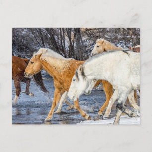 Cartão Postal Cavalos cruzando a corrente