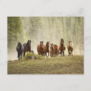 Cartão Postal Cavalos cruzando o topo de uma pequena colina dura