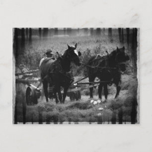 Cartão Postal Cavalos de Amish no Hay Field Working