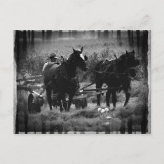 Cartão Postal Cavalos de Amish no Hay Field Working