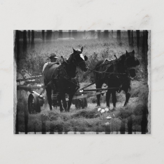 Cartão Postal Cavalos de Amish no Hay Field Working (Frente)