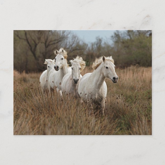 Cartão Postal Cavalos de Camargue Correndo (Frente)