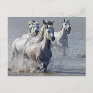 Cartão Postal Cavalos de Camargue correndo em pântano para atra