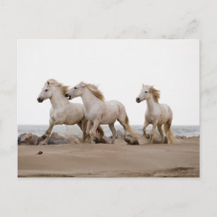 Cartão Postal Cavalos de Camargue Correndo na Praia
