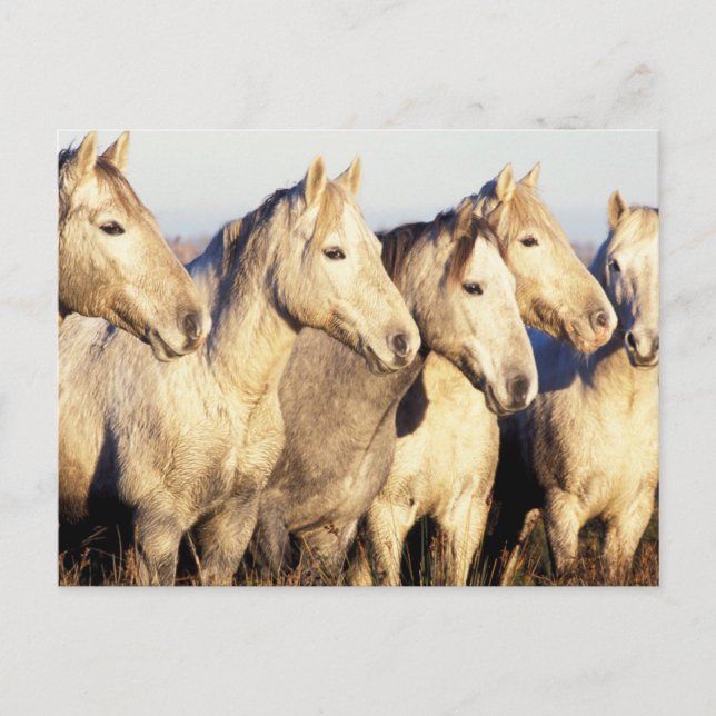 Cartão Postal Cavalos de Camargue (Eguus caballus) (Frente)