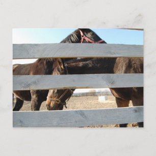 Cartão Postal Cavalos de Casca de Branca de Cavalo